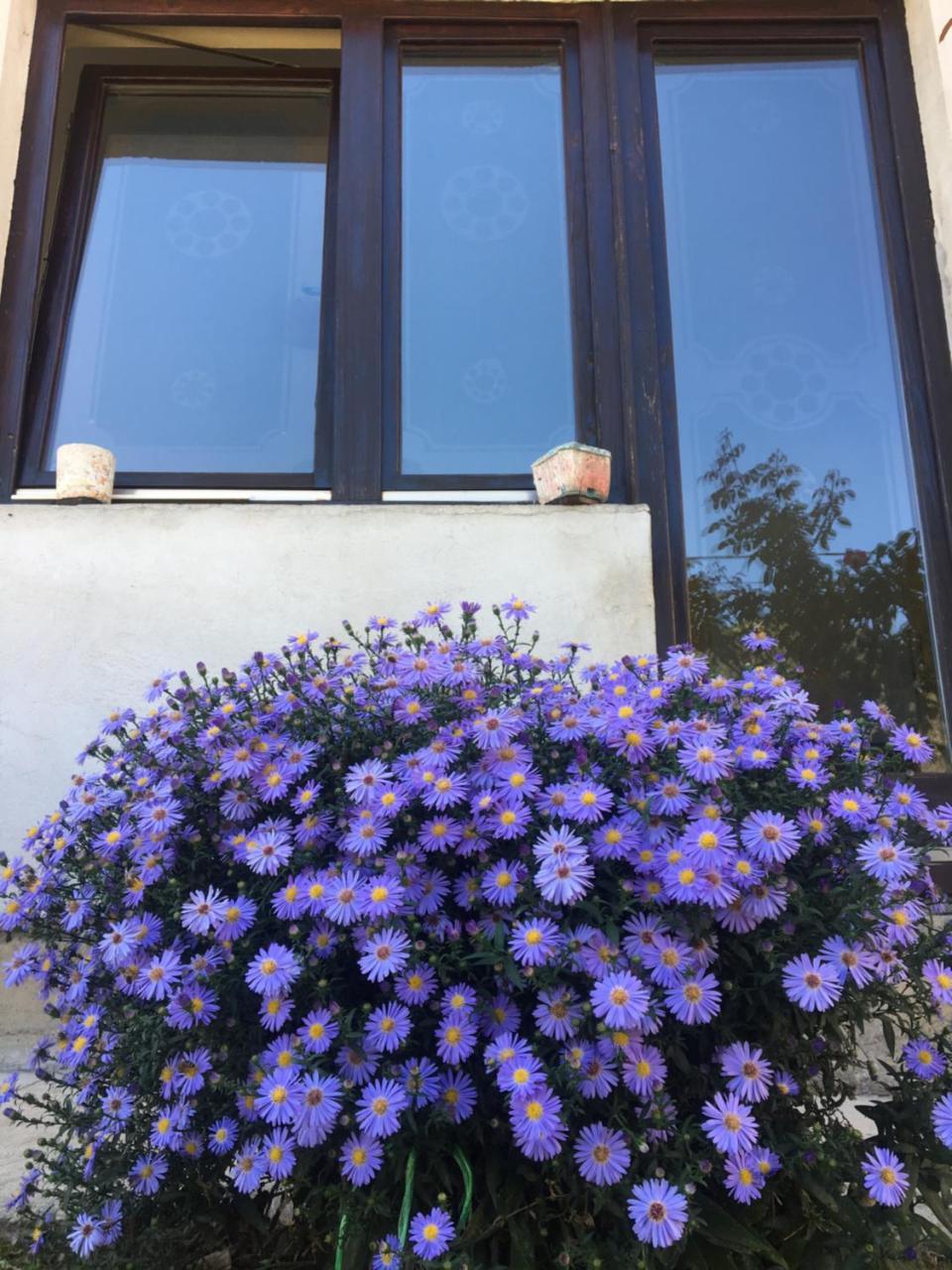 Apartamento Zvezdica Bajina Basta Exterior foto